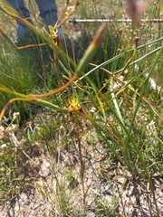Moraea inconspicua