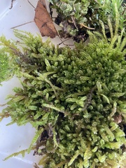 Hypnum cupressiforme