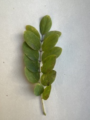 Robinia pseudoacacia