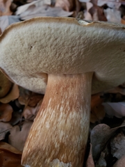 Boletus aereus
