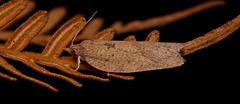 Meritastis polygraphana