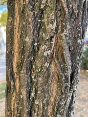 Robinia pseudoacacia