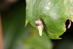 Cyclosa