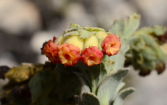 Hermannia trifoliata