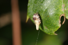 Cyclosa