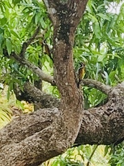 Dinopium benghalense