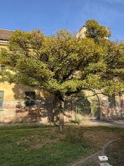 Robinia pseudoacacia