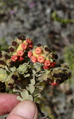 Hermannia trifoliata