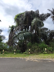 Arecaceae