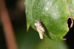 Cyclosa