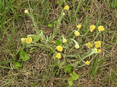 Helichrysum arenarium