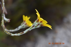 Osteospermum junceum