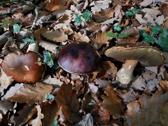Boletus aereus