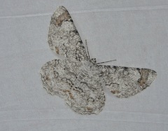 Epimecis