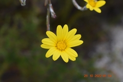 Osteospermum junceum