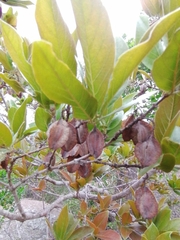 Combretum moggii