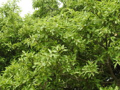 Ficus sur