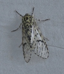 Pantheinae