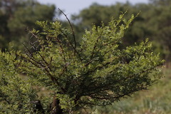 Vachellia karroo