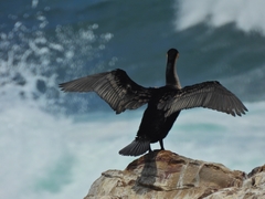 Phalacrocorax carbo lucidus