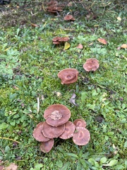 Fungi