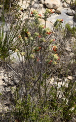Hermannia trifoliata