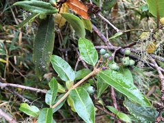 Lonicera acuminata