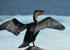 Phalacrocorax carbo lucidus