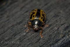 Calligrapha fulvipes