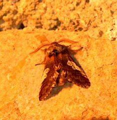 Diloba caeruleocephala