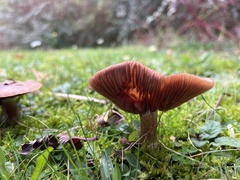 Fungi