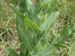 Senecio latifolius