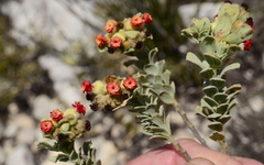 Hermannia trifoliata