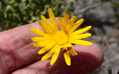 Ursinia dentata