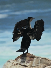 Phalacrocorax carbo lucidus
