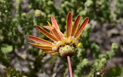 Ursinia dentata