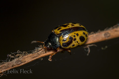 Calligrapha fulvipes