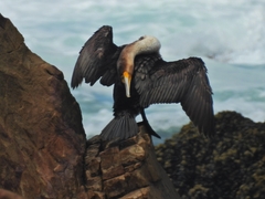 Phalacrocorax carbo lucidus