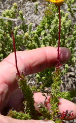 Ursinia dentata