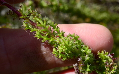 Ursinia dentata