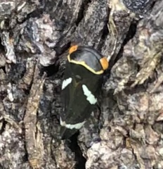 Eurymeloides bicincta