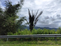 Arenga pinnata