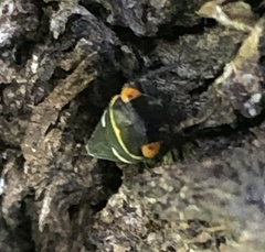Eurymeloides bicincta