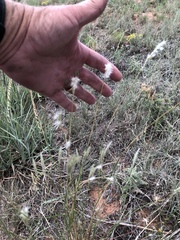 Bothriochloa springfieldii