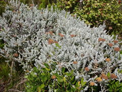 Helichrysum dasyanthum