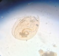 Chydorus