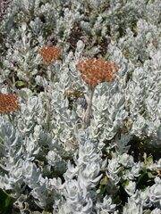 Helichrysum dasyanthum