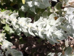 Helichrysum dasyanthum