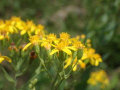 Senecio latifolius