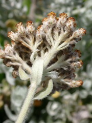 Helichrysum dasyanthum